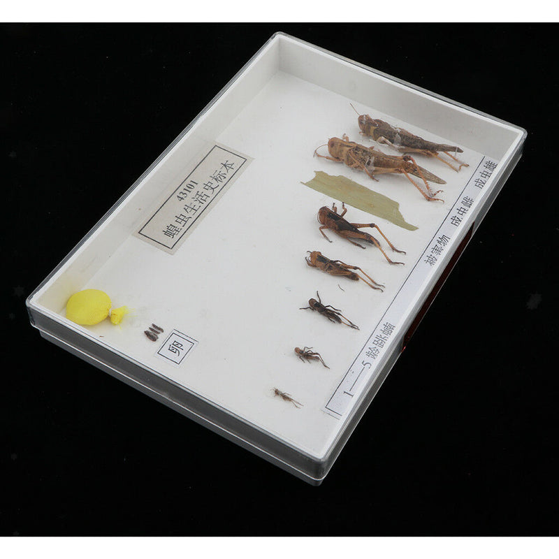 Lifecycle of a Locust Specimens Taxidermy Framed Collectible, 7.5x5x1.2inch