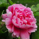 Peony Seeds Plants Ing Greenery Flowers Outdoor 10pcs best P4C4 G1B7