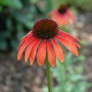 250x RED RUBY ECHINACEA / CONE-FLOWER FLOWER SEEDS / LONG LASTING PERENNIAL