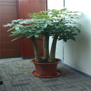 1pcs pachira money tree seeds good luck much money indoor plant ornamental ly
