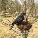 1pc Realistic Looking Halloween Decoration Birds Black Feathered Crows Hall C8F7