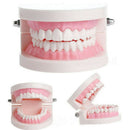 Dental orthodontic studyteachadult standard typodont demonstration teeth modelBX