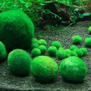 Nano Marimo Moss ball monkey Live aquarium plant fish tank betta sea~triops