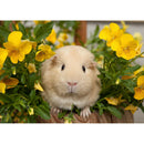 DIY Full Drill Round Diamond Painting Cute Hamster Rhinestone Craft (LD509)