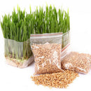 800Pcs/Set Cat Grass Seeds Oats Antioxidant Pets Health F5O6 Food
