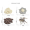 4 Pieces Life Cycle of a Spider, Animal Growth Cycle Includes Egg, Larva,