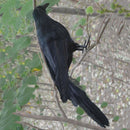 Realistic New Black Raven Feathered Crow Halloween Fancy Dress Prop Accesso O1U4