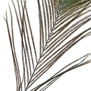 10Pcs Natural Peacock Feathers DIY Jewelry Decoration Plumes Accessories Cr BX