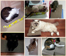 Cat Scratcher Cardboard Curved Shape - Honeycomb Wave Design - Brings More Fun