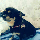 Dog Cat Kitten Puppy Rhinestone ID Name Tag Disc Bone Pet Identity Tag Shap L1W1