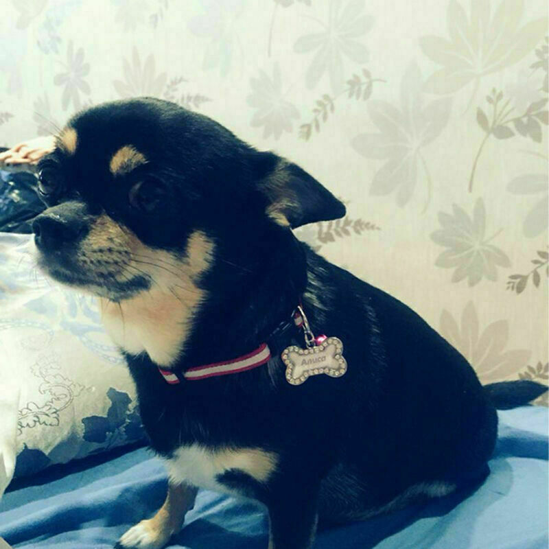 Dog Cat Kitten Puppy Rhinestone ID Name Tag Disc Bone Pet Identity Tag Shap L1W1