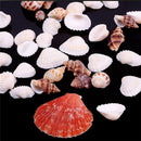 100g Beach Mixed SeaShells Sea Shells Shell Craft SeaShells Aquarium Decor FT