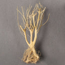 Fish Tanks Terrarium Environments Small Aquarium Driftwood Landscaping Arid Use