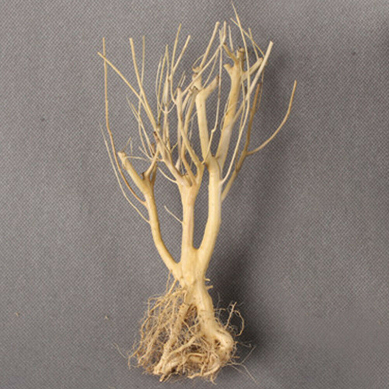 Fish Tanks Terrarium Environments Small Aquarium Driftwood Landscaping Arid Use