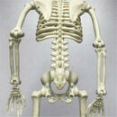 Halloween Poseable Human Jointed Skeleton Full Life Size Props Party Decoration