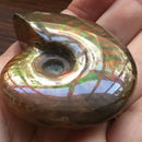 Iridescent Ammonite Natural Ammolite Facet Specimen Fossil Madagascar TR