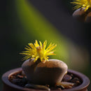 200Pc Succulent Cactus Mixed Lithops Flower Seeds Living Stones Flower Seed X8J6