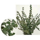 10pcs Natural Dried Flower Eucalyptus Branches Leaves Bouquet Home Decor Tool