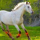 LED Horse Leg Strap Neoprene Durable Belt Night Visible Legging Decor Safety