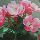 Begonia Seed bonsai tree flower seeds Begonia tree plant Balcony Yard potted. LJ