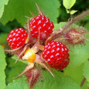 200Pcs Red Raspberry Plant Seeds Rubus Idaeus Bush Fruit Seeds Garden Supplie LJ