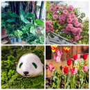 Difenoconazole Fungicide Plant Safety Sterilization Disinfectant Garden Bo Nly