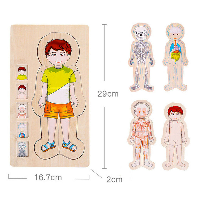 5-Layer Wooden Boy Body Puzzle, Help Your Boy Learn His Own Body Structure
