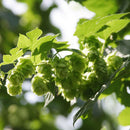 100pcs pack Egrow hops humulus lupulus seeds brew your own beer today returns year after yeaSP