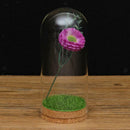 3Pcs(3 Size) Glass Dome Cover Cloche Jar Succulent Terrarium with Wood Cork