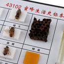 Bee Specimen Of Different Development Stages For  Scientific Education
