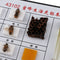 Bee Specimen Of Different Development Stages For  Scientific Education