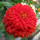 200xMischfarben California Giant Zinnia Elegante Blumensamen I1A9 Geschenk! X9Y6