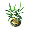 100 pcs ginger seeds 4 seasons zenzero jengibre zingiber seeds roscoe gengib ly