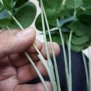 16 Heads Eucalyptus Bouquet Branches Silk Artificial Leaves Flower Decorati I1D9