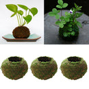 3Pcs 9cm Unique Green Moss Ball Flower Pot Bonsai Plant Holder Home Office