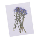 20x Pressed/Dried Flowers Forget me not Scrapbooking Art Craft DIY Materials