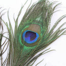50pcs lots Real Natural Peacock Tail Eyes Feathers 8-12 Inches  JÃ‘Æ’