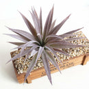 2pcs Mixed Flocking Artificial Succulents Plants Agave Echeveria Titanota