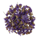 5 Bags Pressed Dried Flower Herbarium DIY Arts Crafts Scrapbooking