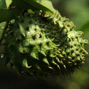 20pcs seeds soursop Durian Tropical Fruit garden Bonsai OZ