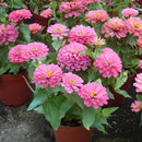 200Pcs Beautiful Mixed Color Zinnia Flower Plant Seeds Garden Bonsai Seeds LJ