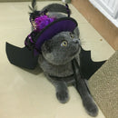 Halloween Pet Supplies Pet Dog and Cat Ornaments Halloween Pet Spider Hat W