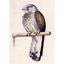 5D DIY Full Drill Diamond Painting Bird Embroidery Mosaic Craft Kit Decor