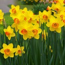 400pcs mixed daffodil double narcissus duo bulbs seeds spring plant SP