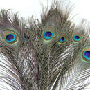 20pcs Beautiful Natural Peacock Feathers for Birthday Party Gift Banque DIY DBH