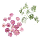 20x Pressed Dried Flowers & LeavesFor Jewelry Phone Case Card DIY Decor