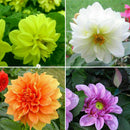 30x dahlia colorÃƒÂ© grandes fleurs vivaces bulbes graines plante de P0Q5 jard H3P3