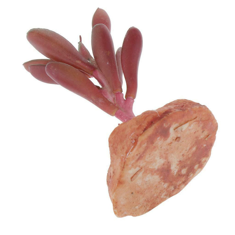 2pcs Aquarium Landscaping Artificial Plants Succulents Reptile Hideaway