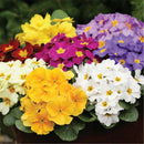 50pcs Primrose Seeds Garden Decor Flower fragrant DIY Home Garden hardy Plant SP
