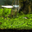 3 Pieces Aquarium Shrimp Fish Feeding Feeder Transparent Food Dishes